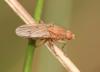 Suillia sp.